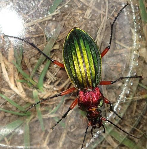 Réf. 214 353 : Carabus auronitens